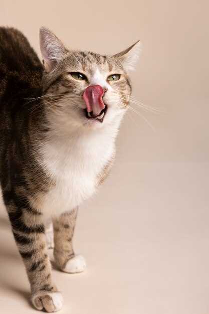 Влияние пищи на состояние зубов кошки